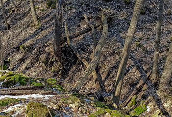 Hamilton is a beautiful Canadian city with forest and waterfalls