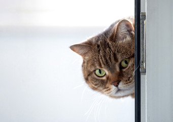 A tabby cat with green eyes peers through an open door.