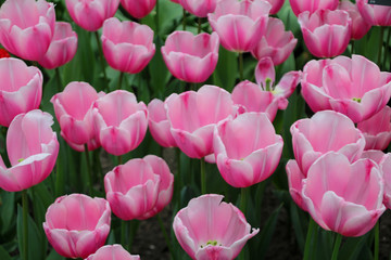 pink tulips in the garden