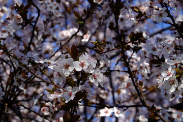 flowers in spring