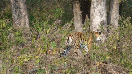 Fototapeta na wymiar Tiger on The Road at Kanha National Park 