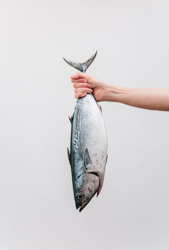 Bonito Tuna held against neutral background.