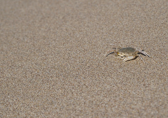 Crab on sand texture.