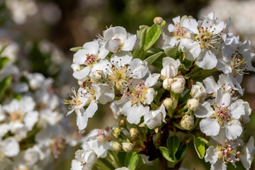 Naklejka premium The pear (Pyrus communis) tree blooms in the mountains.