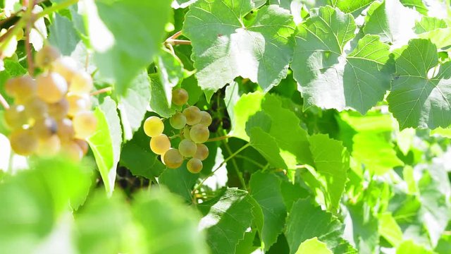 Fresh green grapes on the vine. Summer solar lights. Focus snapshot
