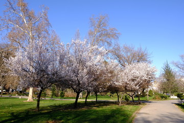 trees in spring landscape