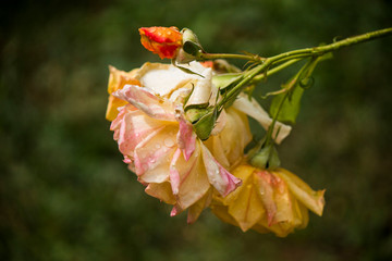 Rain drops on the rose