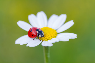 The ladybird creeps on a camomile flower