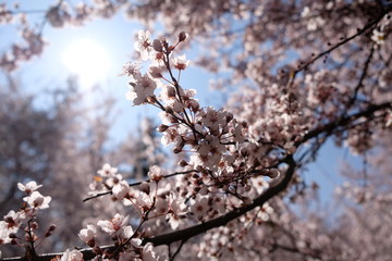 white flowers on a tree branch