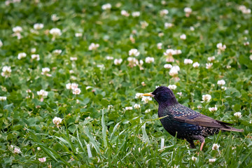 european starling, starling, birds, bird, field of flower, common starling, fence, wildlife preserve, song birds