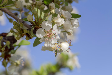 The pear (Pyrus communis) tree blooms in the mountains.