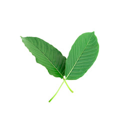 kratom leaf (Mitragyna speciosa) Mitragynine isolated on white background isolate image,Drugs and Narcotics,Thai herbal which encourage health