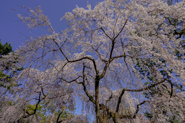 京都　桜　さくら　春　季節　広告　素材　旅行　旅　御所　枝垂れ桜　花びら　満開