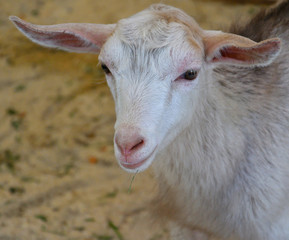 Goat on the farm