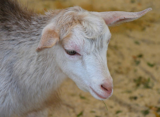 Goat on the farm