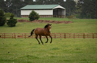 Stallion running at horse farm in Rome Georgia.
