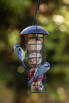 Two blue tits feeding on fatballs at a feeding station