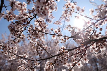 white tree flowers in spring