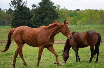 Stallion running at horse farm in Rome Georgia.