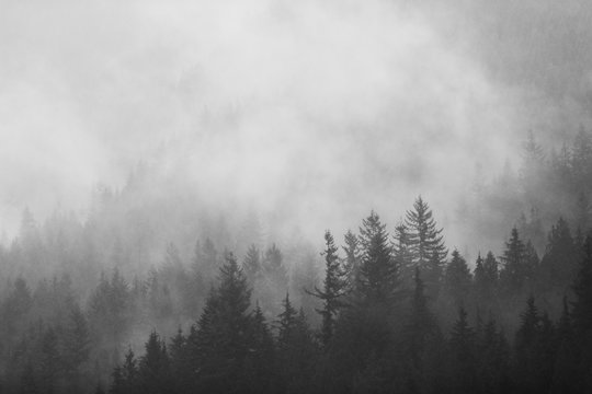 Fog among the Pines 3
