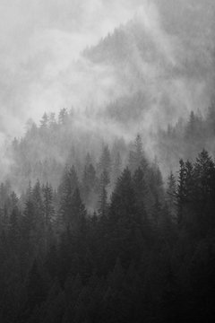 Fog among the Pines