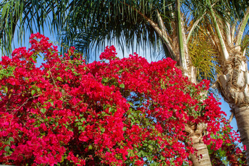 Tropical Flowers and Palms