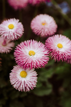 Small group of pink daisies