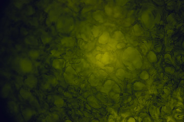 Abstract green background. Peel of lime, view under the microscope.