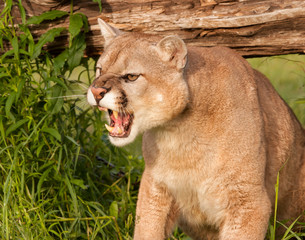 Snarling Mountain Lion