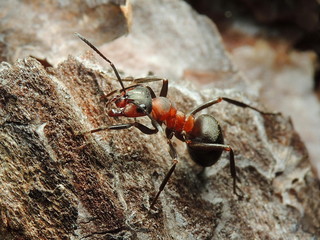 beetle on leaf