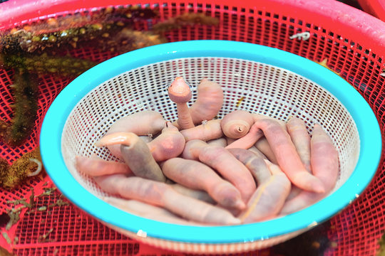 Urechis unicinctus at Fish market in Jagalchi in Busan