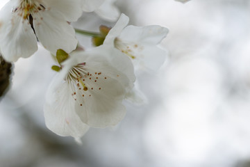 Fototapeta na wymiar Detail of cherry blossoms