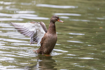 Duck waving its wings in the water