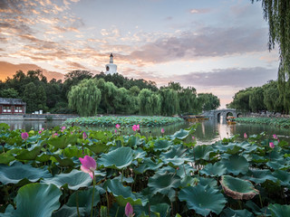 sunset in the white podia in beihai park with lotus flower blooming in beijing