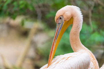 Great water bird Pelican - Pelecanus. Photo with nice bokeh.