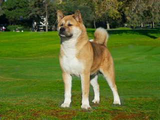 American Akita Golden Purebred Dog on the grass