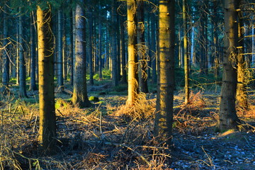 Obraz premium Im Wald Forrest