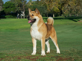 American Akita Golden Purebred Dog on the grass