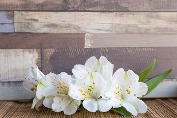 Background with White Alstroemeria flowers or Peruvian lily or Lily of the Incas with natural wooden background