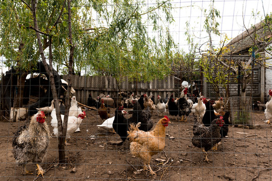Chicken Coop