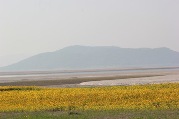 landscape with yellow flowers