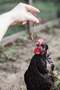 Chickens