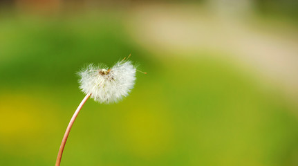 dandelion on the green background