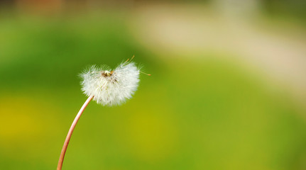 dandelion on the green background
