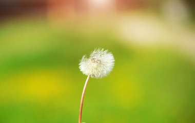 dandelion on the green background