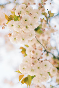 spring