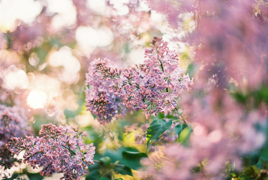 lilac