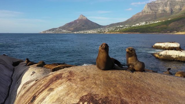 seals resting on a rock in south africa