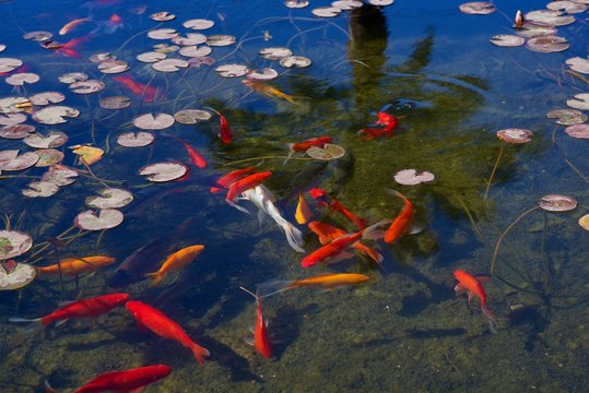 Koi Fish In Pond