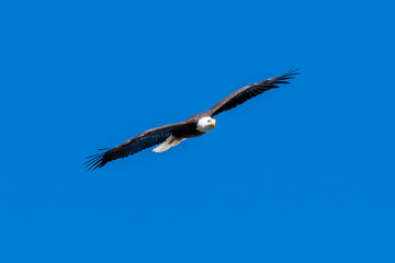 A bald eagle glides through the air and blue sky.